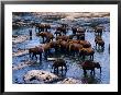 Elephants Bathing In River, Pinnewala Elephant Orphanage, Sri Lanka by Richard I'anson Limited Edition Print