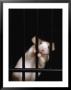 Mouse Behind Bars by Rudi Von Briel Limited Edition Print