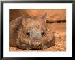 Southern Hairy-Nosed Wombat, Australia by David Wall Limited Edition Print