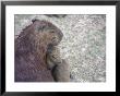 Capybara Mother Protects Her Young, Amazon, Peru by Jeff Randall Limited Edition Print