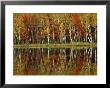 Fall Foliage And Birch Reflections, Hiawatha National Forest, Michigan, Usa by Claudia Adams Limited Edition Pricing Art Print