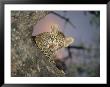 Baby Leopard Peeks Out From Behind A Tree Trunk by Kim Wolhuter Limited Edition Print