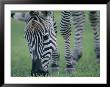 Close View Of A Grants Zebra Grazing by Joel Sartore Limited Edition Pricing Art Print