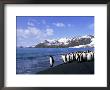 King Penguins At Waters Edge With Mountians by A Zuckerman-Vdovenko Limited Edition Print
