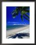 Palm Tree On Beach, Fiji by David Wall Limited Edition Print