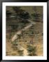 Road From Baboon Cliff, Lake Nakuru National Park, Kenya by Anders Blomqvist Limited Edition Print