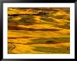 Harvest Time Fields, Palouse, Washington, Usa by Terry Eggers Limited Edition Print