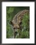 A Mule Deer Fawn Peeks Through Branches Of An Evergreen Tree by Tom Murphy Limited Edition Print