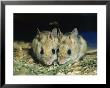 Two Spinifex Hopping Mice Huddle Together To Keep Warm by Jason Edwards Limited Edition Print