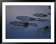 Lily Pads Float On A Still Body Of Water by Raul Touzon Limited Edition Print