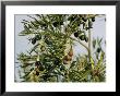 Close View Of Olive Tree Branches by Joe Scherschel Limited Edition Print
