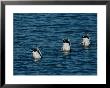 Mallard Ducks Submerge Their Heads To Feed On Aquatic Plants by Michael S. Quinton Limited Edition Print