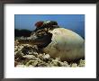 A Close View Of An American Crocodile Emerging From Its Egg Shell by Steve Winter Limited Edition Pricing Art Print
