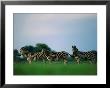 Portrait Of Three Zebras In Profile by Beverly Joubert Limited Edition Print
