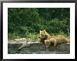 Brown Bear Cubs Resting On A River Bank by Klaus Nigge Limited Edition Print