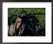 Hippopotamus With Duckweed On Its Back by Chris Johns Limited Edition Pricing Art Print