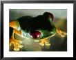 Close-Up Of A Red-Eyed Tree Frog by Paul Zahl Limited Edition Pricing Art Print