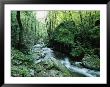 View Of Roaring Fork Creek by George F. Mobley Limited Edition Print