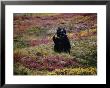 A Grizzly Sits On Its Haunches With A Stick In Its Mouth In An Autumn-Colored Meadow by Joel Sartore Limited Edition Print