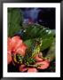 A Tiny Adult Painted Toad by George Grall Limited Edition Pricing Art Print