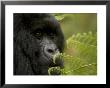 Endangered Mountain Gorilla (Gorilla Gorilla Beringei), Close-Up Face by Roy Toft Limited Edition Print
