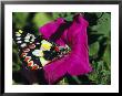 A Butterfly Lands On A Pink Flower by Jonathan Blair Limited Edition Pricing Art Print