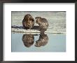 A Pair Of Beavers Reflected On The Surface Of A Thawing Lake by Paul Nicklen Limited Edition Print