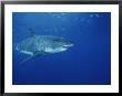 A Great White Shark Swims Through The Waters Off Guadalupe Island by Brian J. Skerry Limited Edition Pricing Art Print