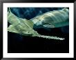 A Sawfish Swims By A Sand Tiger Shark by George Grall Limited Edition Pricing Art Print