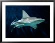 Captive Sandbar Shark by George Grall Limited Edition Print