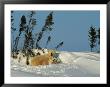 This Female Polar Bear (Ursus Maritimus) Nestles With Her Three Cubs In The Familys Snow Alcove by Norbert Rosing Limited Edition Print