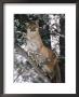 Beautiful Shot Of A Mountain Lion In A Snowy Tree by Dr. Maurice G. Hornocker Limited Edition Pricing Art Print