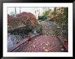 Japanese Maple Trees Exhibit Fall Color Changes In A Japanese Garden by Darlyne A. Murawski Limited Edition Print