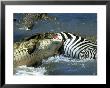 Nile Crocodile, Eating A Common Zebra, Masai Mara by Werner Bollmann Limited Edition Print