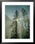 Rays Of Sunlight Beam Through The Mist And Boughs Of Towering Evergreen Trees by Paul Chesley Limited Edition Print