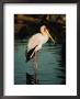 Yellow-Billed Stork by Roy Toft Limited Edition Print