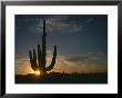 A Saguaro Cactus Silhouetted By The Sunset by Taylor S. Kennedy Limited Edition Pricing Art Print