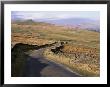 Wensleydale, Yorkshire Dales National Park, Yorkshire, England, United Kingdom by Mark Mawson Limited Edition Print