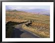 Wensleydale, Yorkshire Dales National Park, Yorkshire, England, United Kingdom by Mark Mawson Limited Edition Pricing Art Print