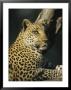 A Leopard, Panthera Pardus, Rests In A Tree by Beverly Joubert Limited Edition Print