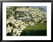 A Blossoming Dogwood Tree In Virginia by Annie Griffiths Belt Limited Edition Pricing Art Print