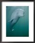 Close-Up Of A Beluga Whale by Brian J. Skerry Limited Edition Print