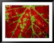 Close View Of An Autumn Leaf by Raymond Gehman Limited Edition Print