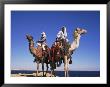 Bedouin And Camels, Sinai, Egypt, North Africa, Africa by Nico Tondini Limited Edition Print