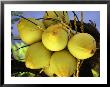 A Close View Of Coconuts In Cozumel by Michael Melford Limited Edition Pricing Art Print