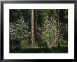 Pacific Dogwood Tree In Bloom Near Towering Pine Trees by Marc Moritsch Limited Edition Print