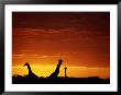 Silhouette Of Three Giraffes Against An Intense Sunset by Chris Johns Limited Edition Pricing Art Print