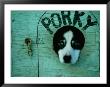 Porky The Dog by Chris Johns Limited Edition Print