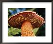 A Frosts Bolete Mushroom by Darlyne A. Murawski Limited Edition Print