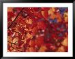 Close-Up Of Autumn Leaves by Raymond Gehman Limited Edition Print